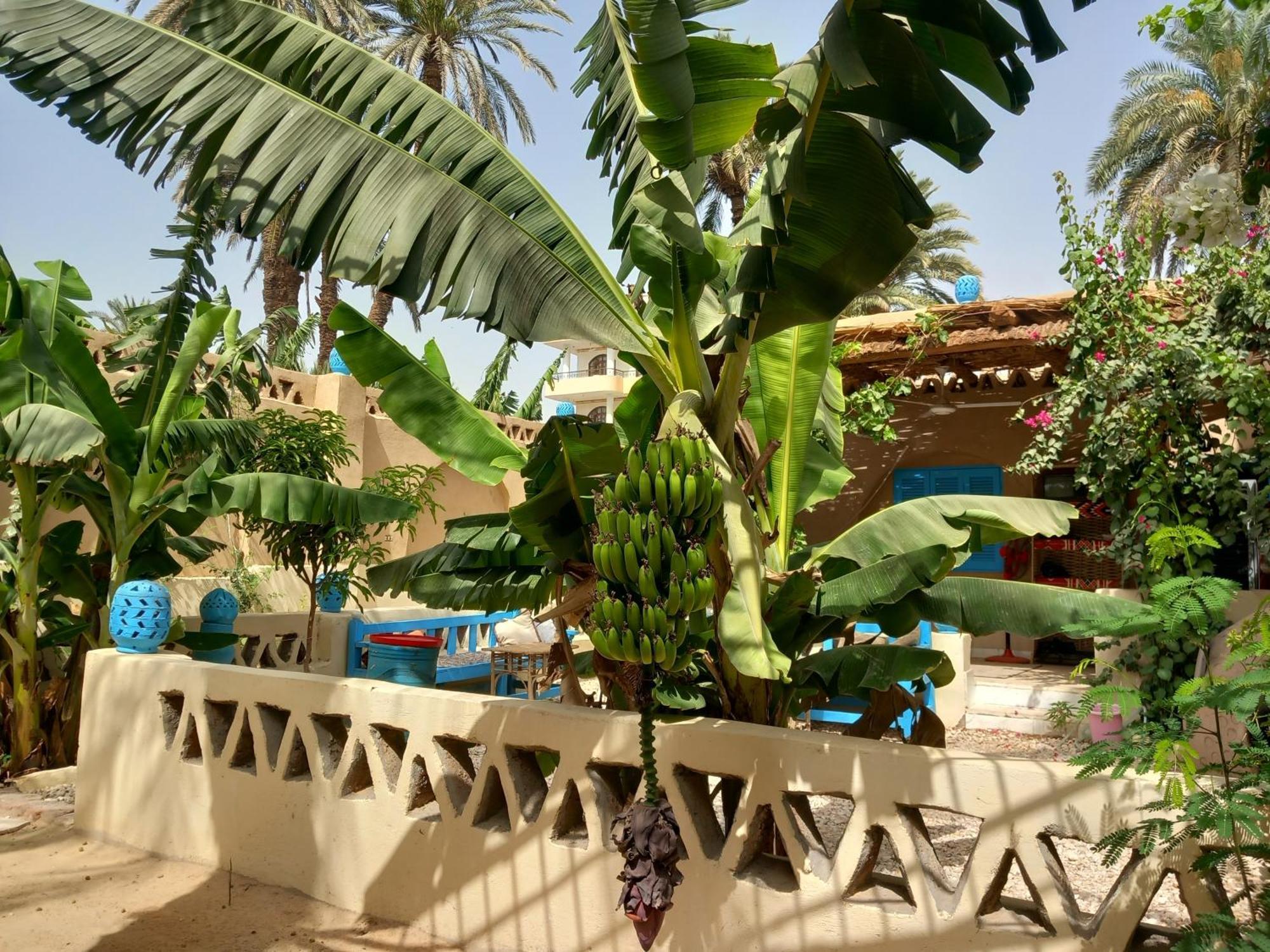 Villa Rebecca Professor'S Paradise Luxor Eksteriør bilde